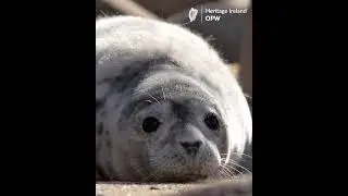 OPW Biodiversity week 2024 Seals
