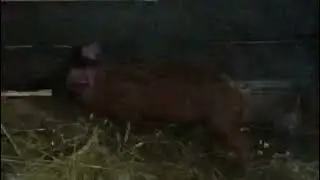 И снова пополнение👋Кто на этот раз? 😉