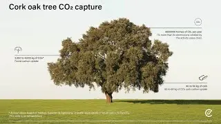 Cork has a soul. Go on Cork journey with Amorim & ecoCORK acoustics. Cork forests and its production