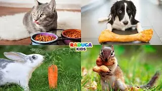Кто что ест? Викторина для детей. Что едят животные. Развивающее видео