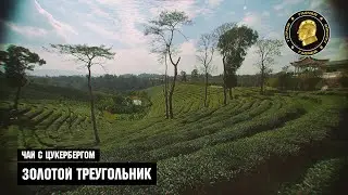 Чай с Цукербергом "Золотой Треугольник"