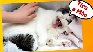 Gatos Brigões Engraçados ⭐É Tapa Pra Todo Lado⭐ Tente Não Rir