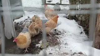 Нидерхайнер(Нидерейнер) гуляет