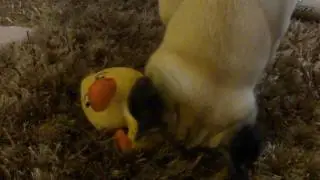 Oliver - pug and his new toy