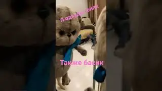 басик