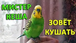 Mister Kesha the budgie parakeet calls to dinner!