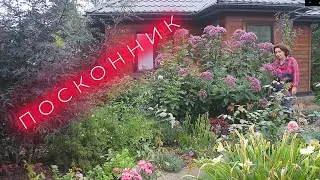 Eupatorium I Garden of Lyudmila Kudasova