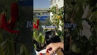 Убираю последний урожай с балкона
