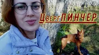 #цвергпинчер