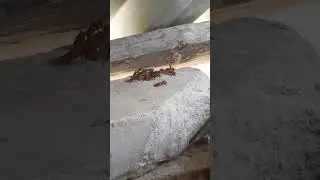 осиная скорбь