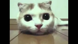 Кот поет!!