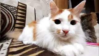 Photo session of the cat Luchik!