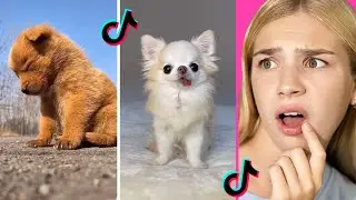 САМЫЕ МИЛЫЕ ЖИВОТНЫЕ В ТИК ТОК