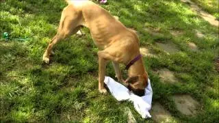 Beautiful fawn Great Dane amusing himself and playing with a sweatshirt