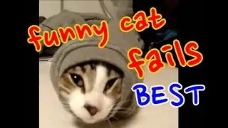 funny cat videos, best compilation - 28 minutes...cute, weird, angry, stupid cat fails.