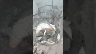 1.05.2022г сырдарья сазан судак змейбошка 