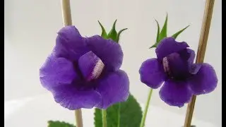 Глоксиния (синнингия) от клубня до цветения.