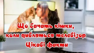 Що бачать кішки, коли дивляться телевізор Цікаві факти
