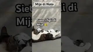 Mija con i suoi figli 🐈 | SO.OK