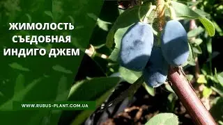 Обзор Жимолости съедобной Индиго Джем