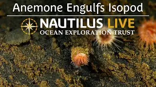 Anemone Engulfs Isopod | Nautilus Live