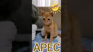 Котик мурлыка #cat  #love #kitten #catlover #pets #kitty #котик #cute
