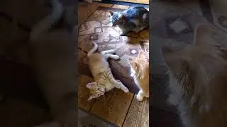 Младший брат дерётся с кормящей его сестрой.🐅😾