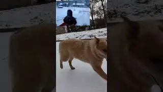 Great Glimpse Sled Race 2024