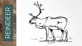 How to draw a realistic REINDEER