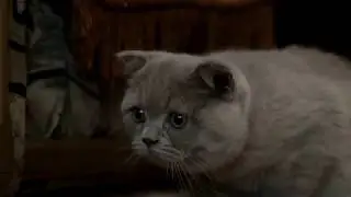 Очень страшный фильм!