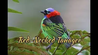 Red-Necked Tanager (Tangara Cyanocephala)