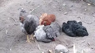 Купания в пепле