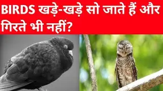 WHY BIRDS DO NOT FELL?#viral #facts #trending #shortsfeed #shortsvideo #short #shots #factsinhindi