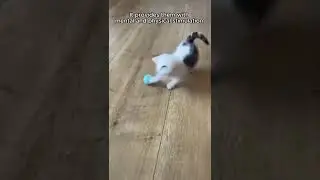 Interactive Playtime: Discover the Excitement of the Self-Moving Cat Ball Toy!