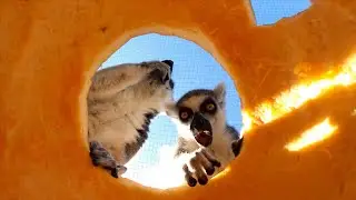 Ring-Tailed Lemurs Playing With Pumpkins