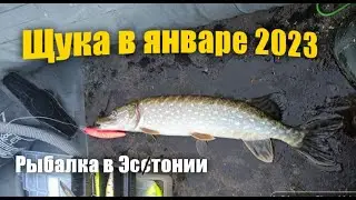 Щука на спиннинг  январь 2023 . Рыбалка в Эстонии .