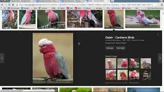 Google Docs - Inserting an Image