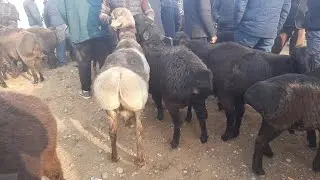 1 декабря 2021 г. ФАРГОНА КУЙ БОЗОРИ НАРХЛАРИ FARĢONA QÒY BOZORI NARXLARI