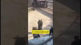 Танцующий Медведь 