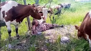 Заставили кур нестись/Мощнейшая гроза и Прополка огорода