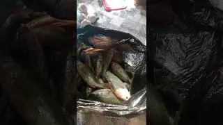 30 окуней. Новый спиннинг Shimano.  18.08.2024 г.