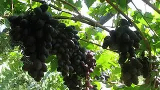 сорт винограда из Италии,при доставке название утеряно
