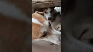 CUTE PUPPY TOROTOY #shorts #asmr #shortsyoutube #puppy #puppylove #dog #doglover #aspin