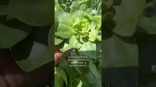 Сафлор – засухоустойчивый родственник подсолнечника #сельскоехозяйство #farming #фермерство #сафлор