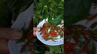 Buhay Probinsya