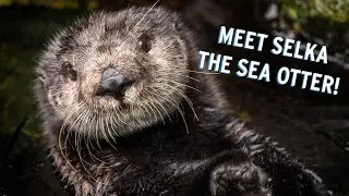 Meet Selka The Sea Otter! | Monterey Bay Aquarium's Pawesome Ladies