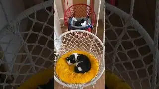 Котодомик