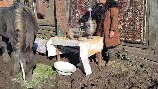 Старовер привел жеребца в свой дом
