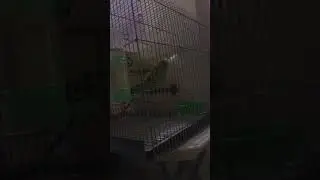 eating mineral block