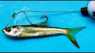 Double hook Fishing rig to the live bait